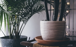 Tak Butuh Banyak Sinar Matahari Hingga Bikin Udara Bersih, 7 Tanaman Ini Cocok untuk Hiasan Indoor