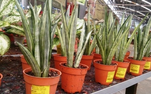 Sansevieria