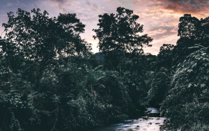 Indonesia Turunkan Laju Penebangan Hutan Sampai 75 Persen, Imbas Hal Mengerikan Ini?