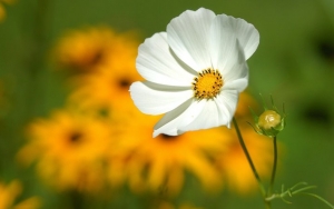 Cosmos bipinnatus ‘Purity’
