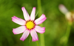 Cosmos bipinnatus ‘Picotee’
