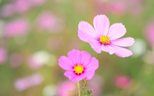 Cosmos ‘Pink Popsocks’