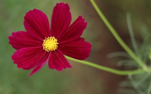 Cosmos bipinnatus ‘Gazebo Red’
