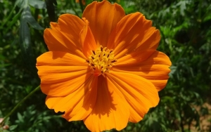 Cosmos sulphureus ‘Diablo’