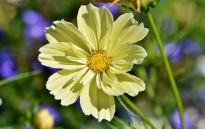 Cosmos bipinnatus ‘Xanthos’