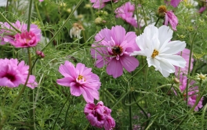 Cosmos bipinnatus ‘Fizzy Pink’