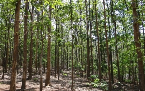 Hutan Jati Petak 45F, Kendal, Jawa Tengah