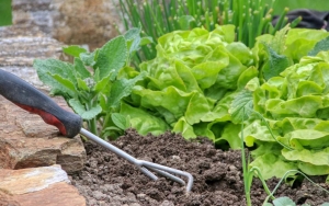 Berkebun