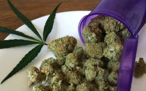 Thailand Siap Jadi Pusat Ganja Medis Kelas Dunia di Asia Tenggara