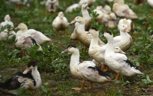 Jepang Laporkan Wabah Flu Burung, 143.000 Unggas Terinfeksi