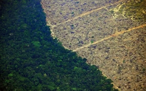 Hutan Amazon Brasil Digunduli Seluas 17 Kali New York City, Uni Eropa 'Sanksi' Lewat Larangan Impor