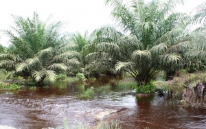 60 Hektare Lahat Sawit di Sumatera Utara Terendam Banjir, BNPB Ungkap Tak Ada Korban Jiwa