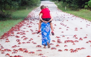 Musim Kawin, Migrasi Kepiting Besar-besaran Bikin Jalanan Australia Macet