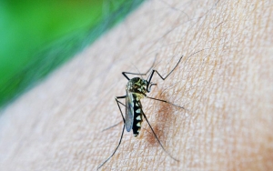 Pandemi COVID-19 Dorong Lonjakan Tajam Jumlah Kematian Akibat Malaria