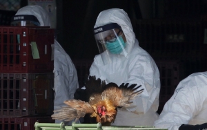 Seorang Warga Terinfeksi, Transmisi Kasus Flu Burung yang Tak Biasa Dilaporkan di Inggris