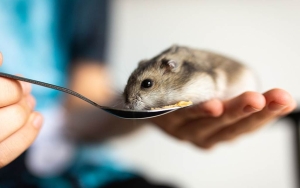 Hong Kong Ancam Bawa Warganya ke Jalur Hukum Jika Halangi Upaya Pemusnahan Hamster