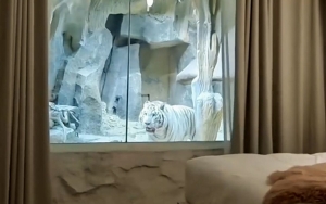 Tawarkan Kamar dengan View Harimau Putih, Hotel di Tiongkok Banjir Kecaman