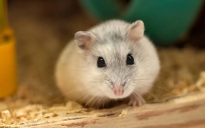 Hong Kong Konfirmasi Penularan COVID-19 dari Hamster ke Manusia Pertama di Dunia?