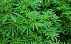 Thailand Segera Gelar Festival 'Hemp- Marijuana, King of Herbs' Untuk Promosikan Ganja