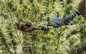 2 Hektare Ladang Ganja Ditemukan di Taman Nasional Gunung Leuser Aceh, Nilai Ekonomi Capai Rp 14 M