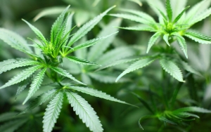 Seorang Guru Sains Ditangkap Usai Diduga Jual Ganja ke Siswa
