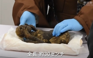Tim Ilmuwan di Jepang Akhirnya Dibentuk Untuk Ungkap Misteri Mumi Putri Duyung Ratusan Tahun