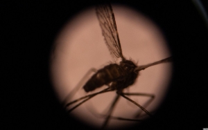  Wilayah IKN di Kaltim Ternyata Zona Merah Malaria, Sudah Ada 225 Kasus di Tahun 2022
