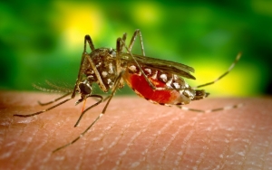Tewaskan 1 Orang, Australia Selatan Minta Warganya Hindari Gigitan Nyamuk Pembawa Virus Mematikan