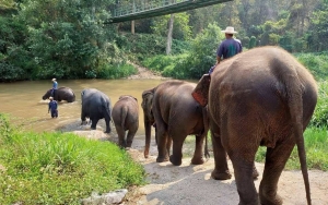Kamp Gajah di Thailand Terpaksa Dijual Imbas Sepi Turis Selama Pandemi COVID-19