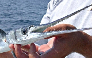 Pria di Thailand Ini Dilarikan ke Rumah Sakit Bareng Ikan Needlefish yang Bersarang di Lehernya