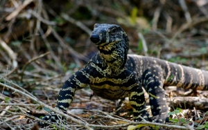 Bikin Geleng-Geleng, 4 Pria di India Nekat Setubuhi Biawak di Kebun Binatang!