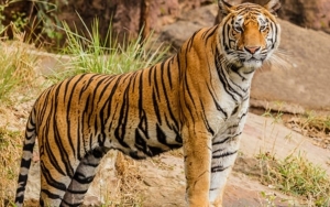Kematian 3 Harimau Sumatera yang Terkena Jerat di Aceh Timur Jadi Sorotan Media Asing
