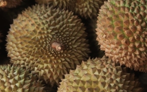 Tiongkok Minta Thailand Perbaiki Masalah Jejak COVID-19 di Durian Hingga Ancam Beri Larangan Ekspor