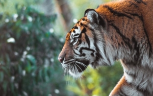 Kematian Tiga Harimau Sumatera di Aceh Jadi Sorotan Media Asing, Polisi Tangkap 2 Tersangka