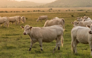 Wabah PMK Merebak, Pengamat Duga Berasal Dari Daging Impor Negara Ini
