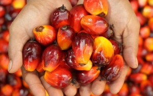 Gelar Demo, Ini Alasan Para Petani Bawa Tumpukan Kelapa Sawit ke Depan Kantor Menko Airlangga