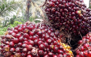 Petani-Pengusaha Sawit Sampaikan Terima Kasih Usai Jokowi Cabut Larangan Ekspor CPO