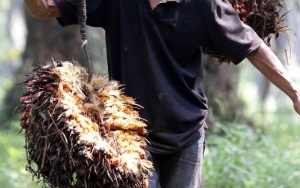  Bupati Mukomuko Dukung Penangkapan 40 Petani Sawit, Minta Waktu Cari Jalan Keluar