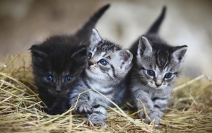 100 Lebih Kucing Terlantar Mengenaskan Dalam Ruko di Surabaya, Ada yang Minat Adopsi?