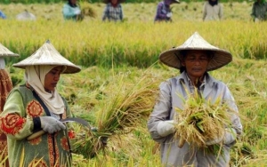 Petani Warga Adat Danau Poso Mogok Makan-Cor Kaki, Aksi Protes ke PT Poso Energy 