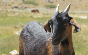 Jelang Idul Adha, Jawa Timur Kekurangan Stok 120 Ribu Kambing Layak Kurban