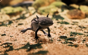Muncul Tren Jual Hewan Axolotl Warna-warni di Thailand, Ahli Wanti-wanti Bahayanya