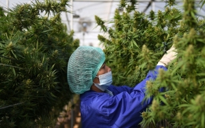 Mahasiswa Muslim di Thailand Protes dan Kutuk Keputusan Pemerintah Legalkan Ganja
