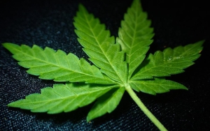 Tak Hanya Legal di Thailand, Kini Ganja Telah Terdaftar Sebagai Obat Herbal Terkontrol