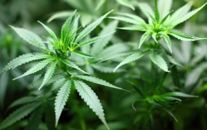 Thailand Legalkan Ganja, Bagaimana Dengan Indonesia? Begini Penjelasan BNN