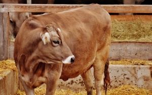 Hewan Ternak Sapi yang Dimusnahkan Karena PMK Bakal Diganti Pemerintah Rp 10 Juta Per Ekor