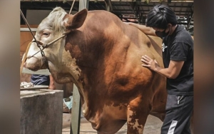 Jadi Rebutan Artis, Atta Halilintar Beli Sapi Kurban Megalodon Terbesar di Indonesia?