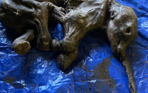 Penambang Emas di Kanada Temukan Mumi Langka Bayi Mammoth Berusia 30 Ribu Tahun Lebih