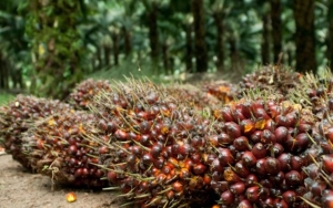 Petani Indonesia Kini Lebih Pilih Jual Sawit ke Malaysia Akibat Harga TBS Nasional Anjlok?