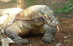 Tarif Masuk Pulau Komodo Naik Jadi Rp 3,75 Juta Mulai 1 Agustus, Pelaku Pariwisata Menolak